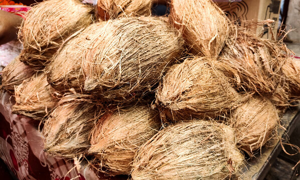 Pile of Raw Brown Coconuts with Husk for Puja Offering