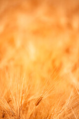 Fototapeta premium Premium quality barley crop ready for harvest in agricultural field. Concept of grain production, farming industry and global food supply.