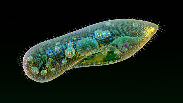Clear, colored paramecium mockup isolated on black. 3d illustration