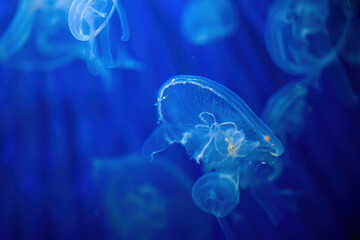 Elegant jellyfish floating through a dark blue underwater environment with dramatic light rays. Peaceful marine animal, aquatic wildlife and mysterious ocean background. © Bits and Splits