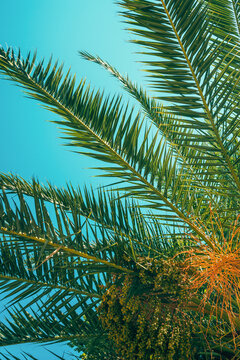 Vertical low-angle shot of date palm fronds and fruit clusters set against a clear turquoise sky.