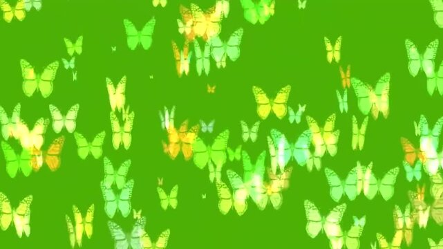 Colorful Butterflies Flying Seamless Loop Animation On Green Screen Background