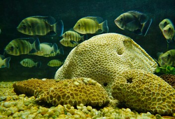 School of fish swimming around brain coral in underwater aquarium © Ummahfx