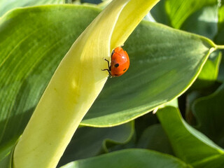Close-up of a bright red ladybug with black spots resting on a green leaf in the San Francisco Bay Area, California, capturing colorful garden wildlife in natural sunlight and lush foliage. © mook