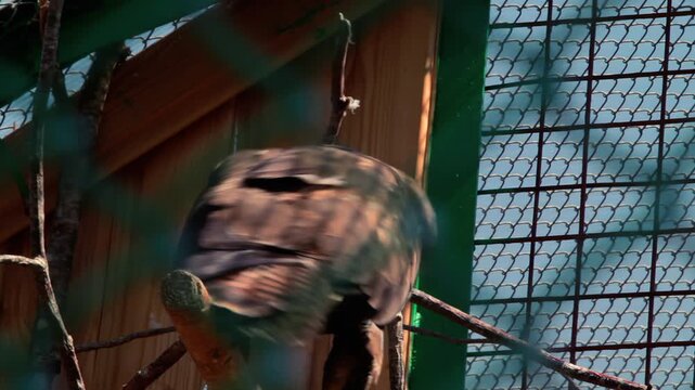 Closeup common buzzard perched branch aviary. Wild bird prey rescue center zoo.
