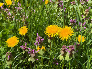Spring meadow with yellow dandelions purple deadnettle flowers and green grass © OLENA LIALINA