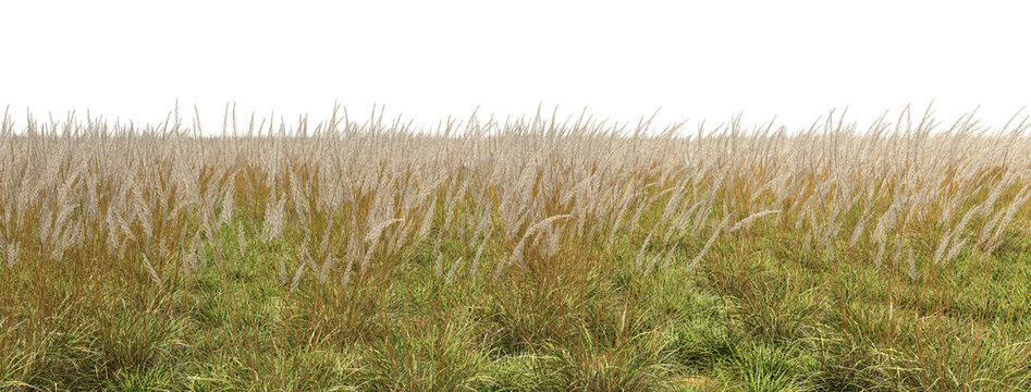 Silky plume softness grass meadows on transparent backgrounds 3d rendering png