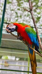 Colorful scarlet macaw parrot perched on tree branch chewing wood outdoors in natural light background © Ummahfx