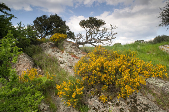 a spiny, yellow-flowered shrub that closely resembles Genista scorpius (scorpion broom) or a related gorse species like Ulex europaeus . S. Andrea Priu, Bonorva, SS, Sardinia. Italia