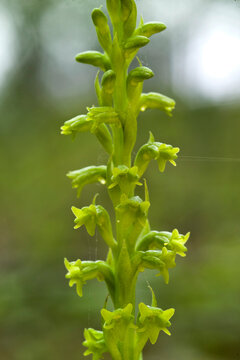 Two-leafed Gennaria (Gennaria diphylla), orchid, Orchidea, Gennaria diphylla. Platamona, Sassari, sardinia, Italy