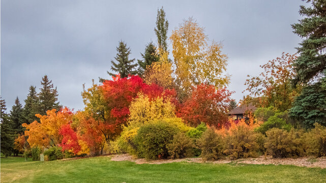 Vibrant Autumn Foliage in a Landscaped Park with Brilliant Red, Orange, and Golden Yellow Trees