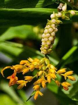 Globba winitii (Khao Phansa Flower), Yellow Tropical Ginger Flowers in Bloom