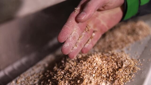 Slow motion close up of a brewer's hands holding and pouring freshly milled barley malt into a container, checking the quality of the grains for brewing craft beer or whiskey