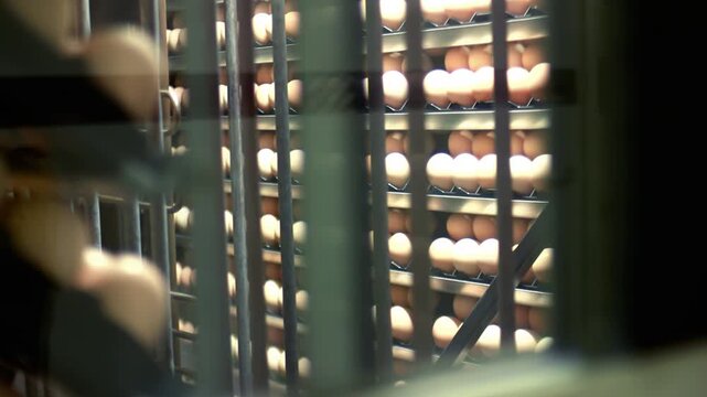 Chicken eggs stacked metal trolley rack. Handheld poultry hatchery food storage.