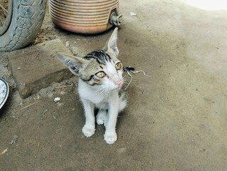 Little cat sitting  © Reema
