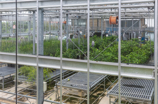 Modern Glass Greenhouse Exterior View with Green Plants Inside
