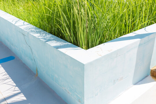 Lush green ornamental grass growing in a light blue concrete planter.