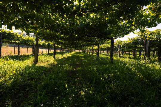 Galician vineyard row