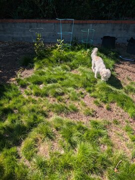 Dog Exploring Grassy Area With Plants in Backyard