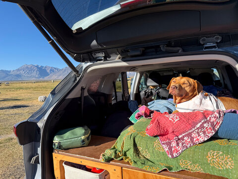 dog relaxing in camper suv trunk open camping roadtrip