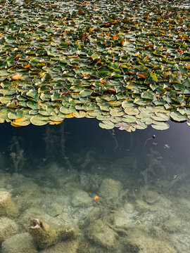Water lilies covering pond surface and clear water