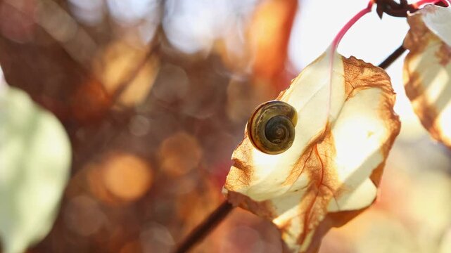 Small snail in spiral shell on dry autumn leaf against colorful fall foliage with blurred bokeh. Wildlife nature footage of gastropod mollusk in natural seasonal habitat.
