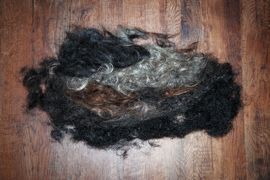 Raw curly fleece clump on a wooden floor