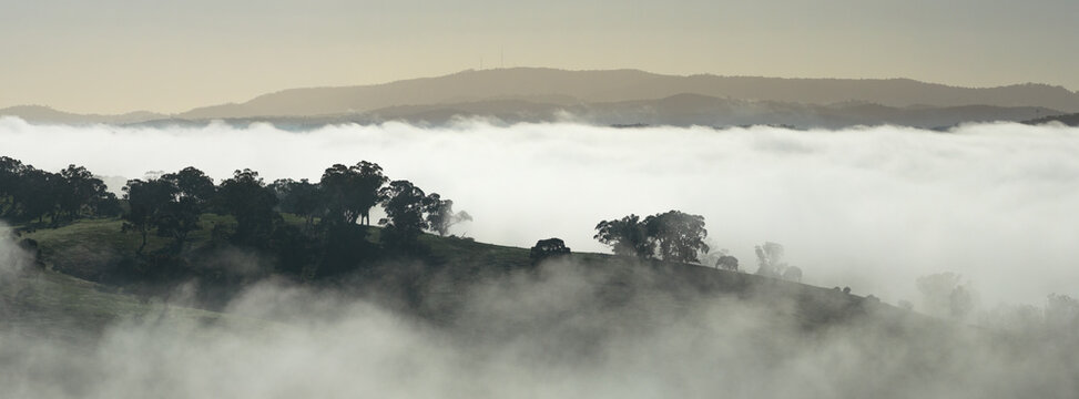 Gum trees poking up through fog on a rural hillside in winter