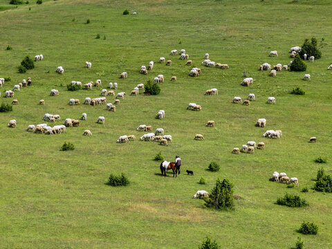 Sheep Herd Grazing on Green Mountain Pasture