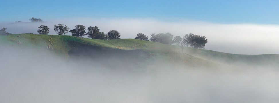 Gum trees poking up through fog on a rural hillside in winter
