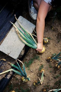 child pulling onions from soil during summer harvest on farm, on film