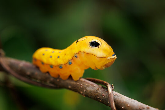 Swallowtail Butterfly Caterpillar