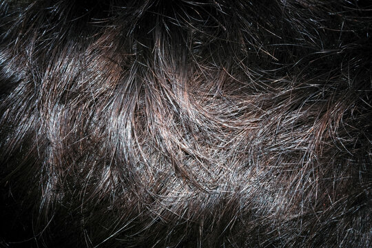 Extreme close up of dark hair showing grey strands and scalp