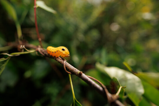 Swallowtail Butterfly Caterpillar