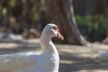 Elegant white duck profile portrait standing in dappled shade of forest trees © Roman Bjuty