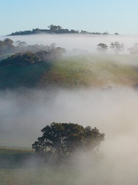 Gum trees poking up through fog on a rural hillside in winter