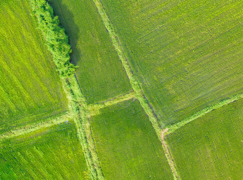Aerial View of Lush Green Rice Paddy Farmland Landscape