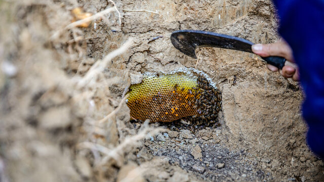 Wild honeycomb inside soil cave with bees