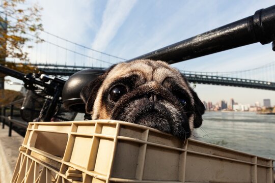Pug on a bike