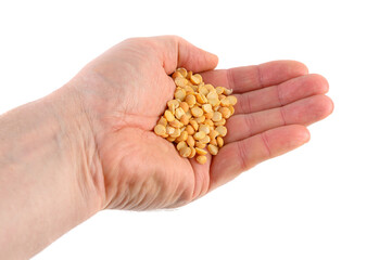 Fototapeta premium Hand holding a portion of dried yellow split peas over a white surface