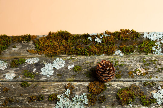 Pine cone on old mossy wooden boards with copy space