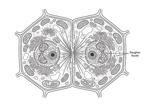 Plant Cell Mitosis Division Diagram - Cytokinesis Biology Illustration