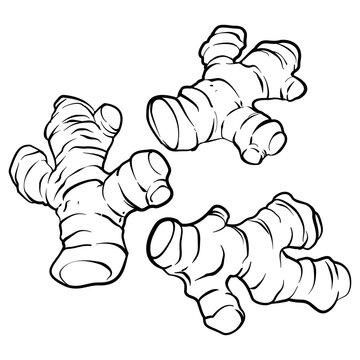 A clean black and white line art illustration of fresh ginger roots, perfect for coloring pages, cooking blogs, and food designs.