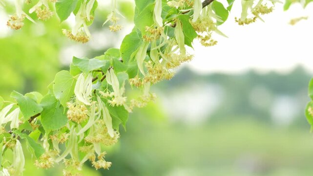 Linden blossom. There are many flowers on the branches of the linden tree. The linden tree is strewn with flowers, it's time to bloom