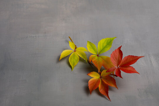Virginia creeper leaves changing color from green to red on gray background