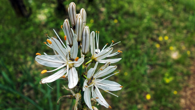 White Asphodel Flower in Bloom with Small Insects, Asphodelus Albus, Spring Wildflower Close-up