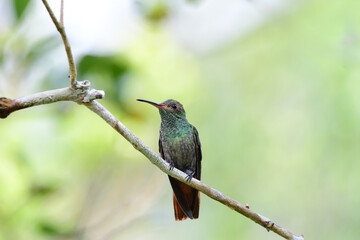 Fototapeta premium View of a beautiful Rufous-tailed Hummingbird (Amazilia tzacatl) perched on a tree branch.