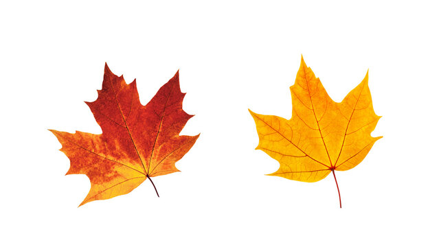 autumn maple leaves