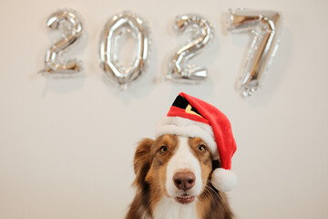 Close up portrait of an Australian Shepherd dog wearing a red Santa hat beneath silver 2027 balloons. Christmas pet concept for festive greetings and seasonal advertising. © Ekaterina