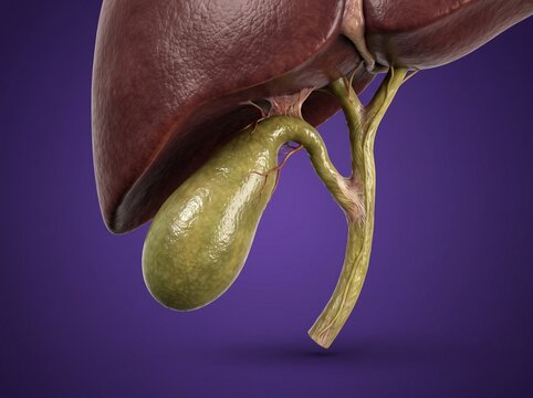 Anatomical illustration of human liver and gallbladder with bile duct